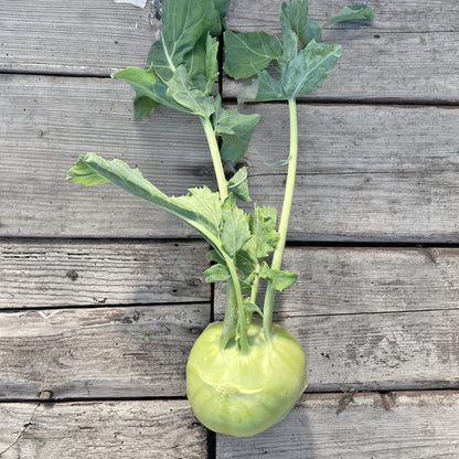Bio-Kohlrabi weiß "Enrico"