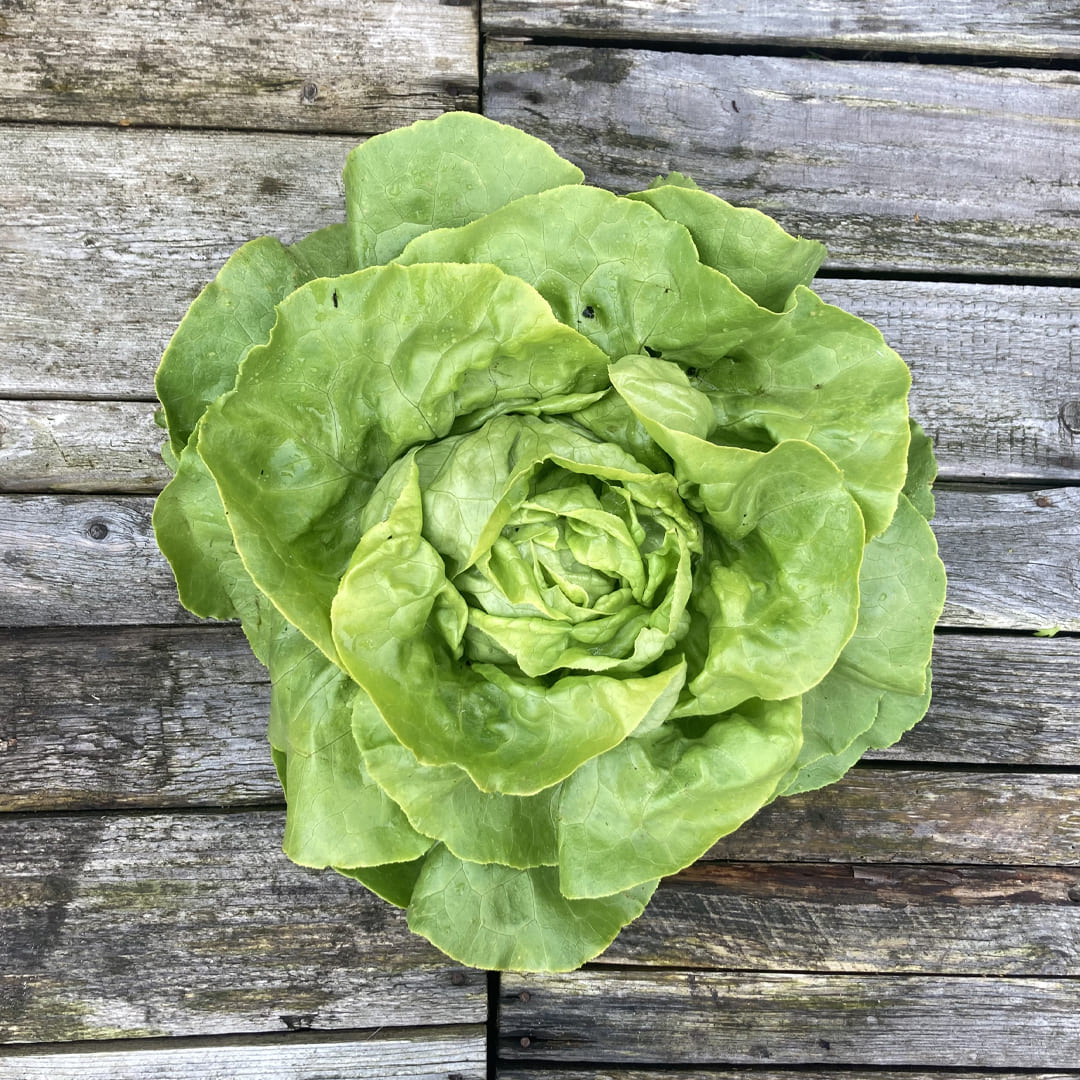 Grüner Kopfsalat auf Holzuntergrund
