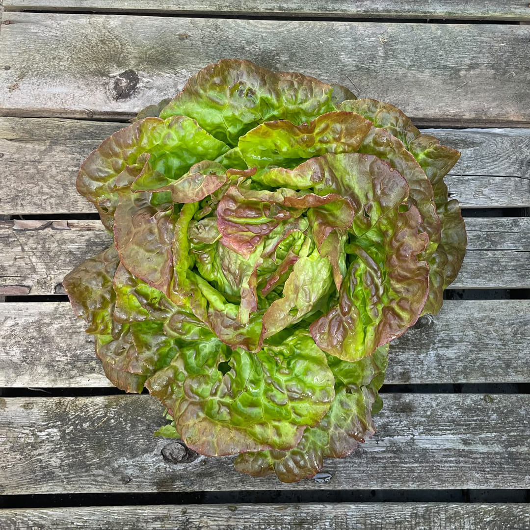 Bio-Kopfsalat rot 
