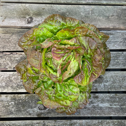 Bio-Kopfsalat rot "Pirat"