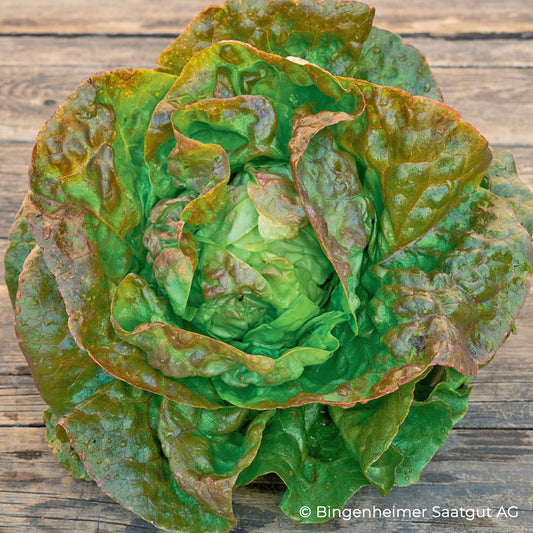Bio-Kopfsalat rot "Pirat"