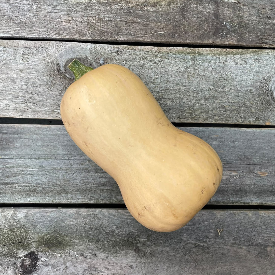 Bio-Butternut Kürbis "Nutterbutter"