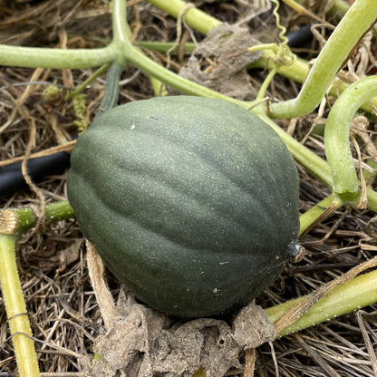 Bio-Jungpflanze Kürbis Table Queen (Cucurbita pepo)