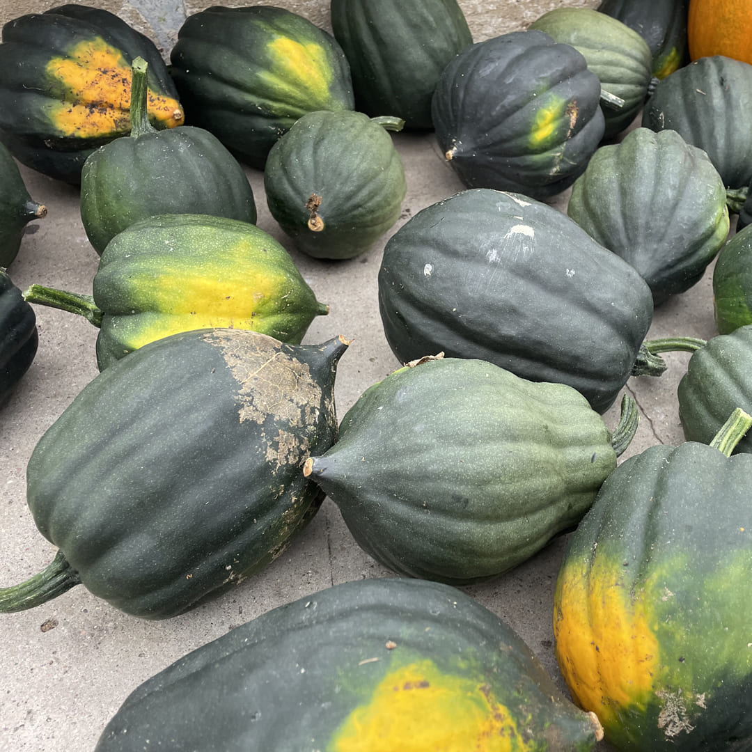 Bio-Jungpflanze Kürbis Table Queen (Cucurbita pepo)