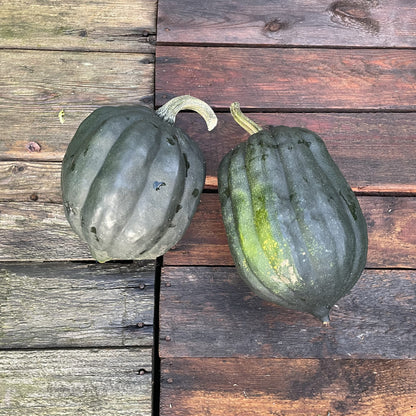 Bio-Jungpflanze Kürbis Table Queen (Cucurbita pepo)