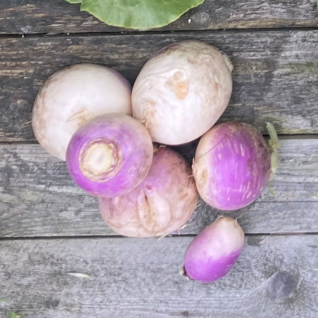 Bio-Mairüben "Blanc globe à collet violet"