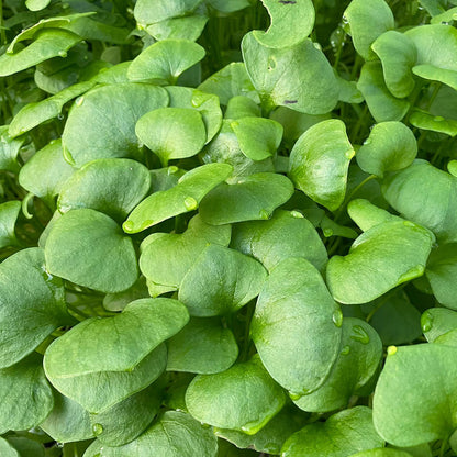 Bio-Winterpostelein