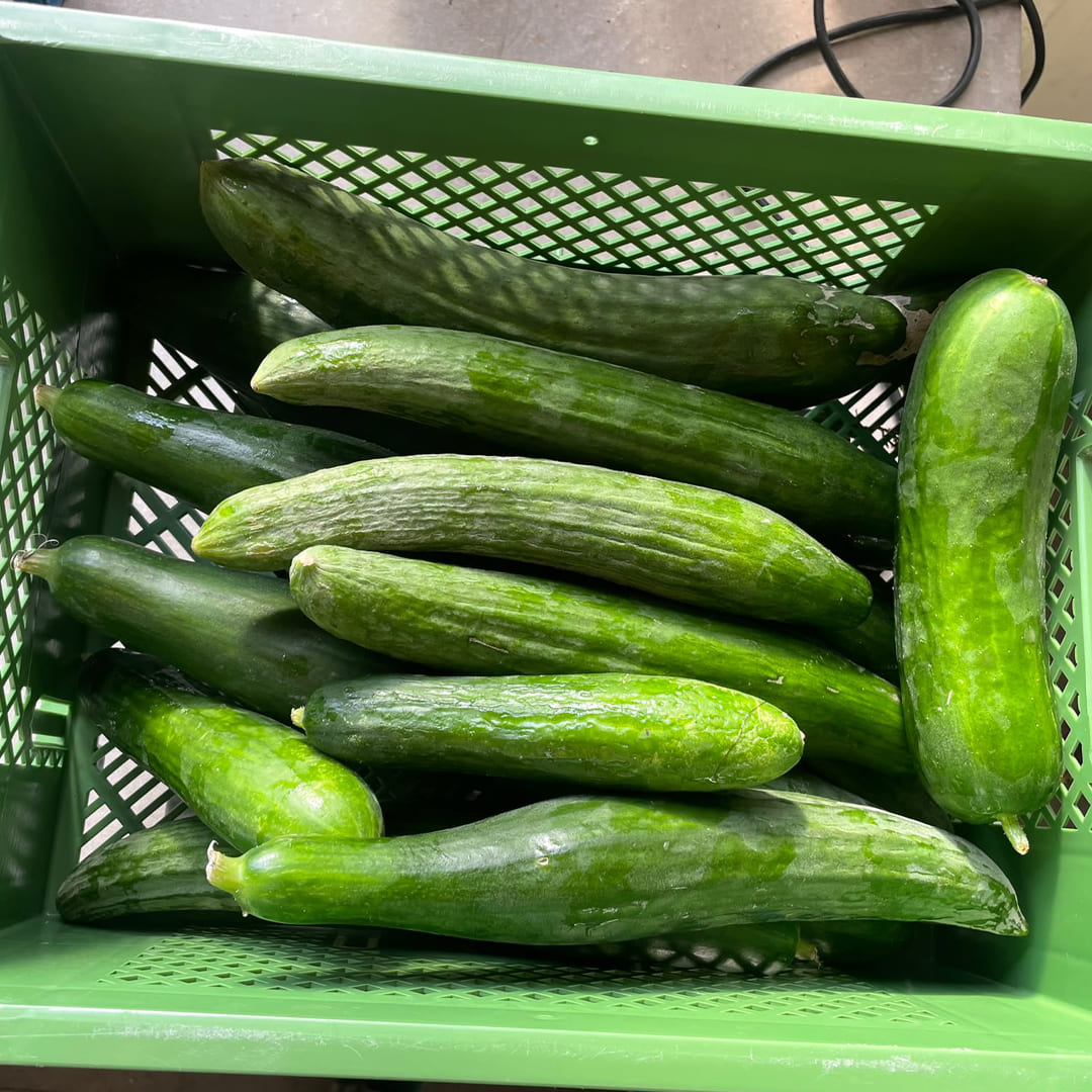 Bio-Retterkiste "Gurken" ca. 4kg