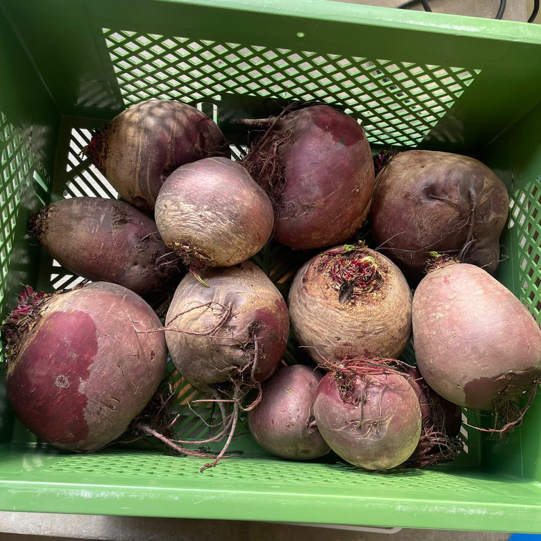Bio-Retterkiste "Rote Beete" ca. 5kg