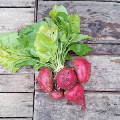 Bio-Ringelbeete "Tondo di Chioggia"