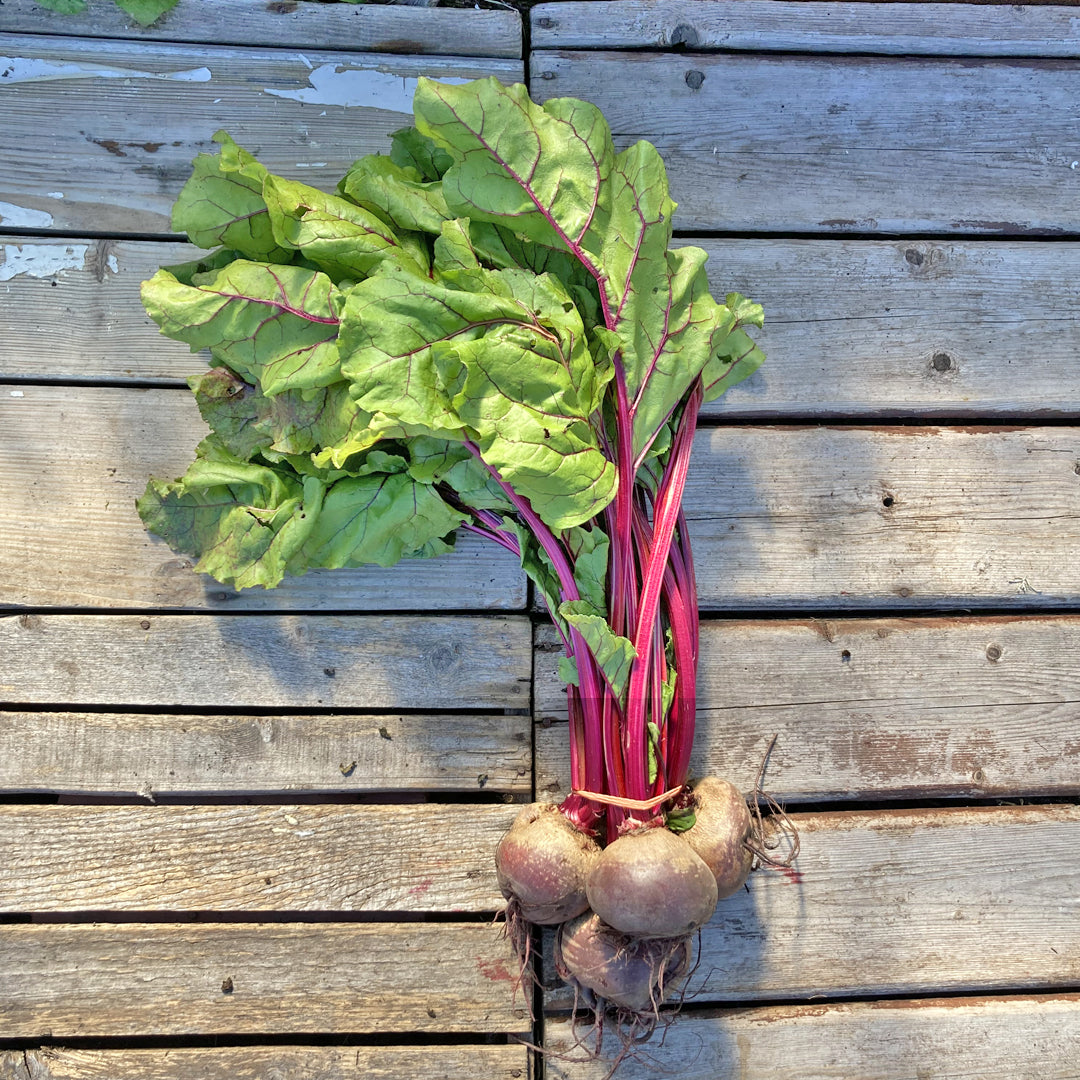 Rote Beete im Bund 