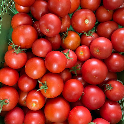 Bio-Salattomate "Tica"