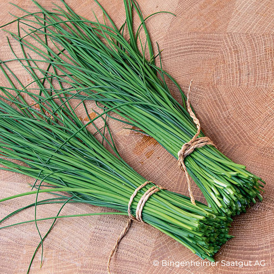 Bio-Schnittlauch im Topf "Gonzalo"