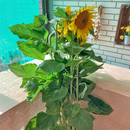 Sonnenblumen im Verkaufsraum