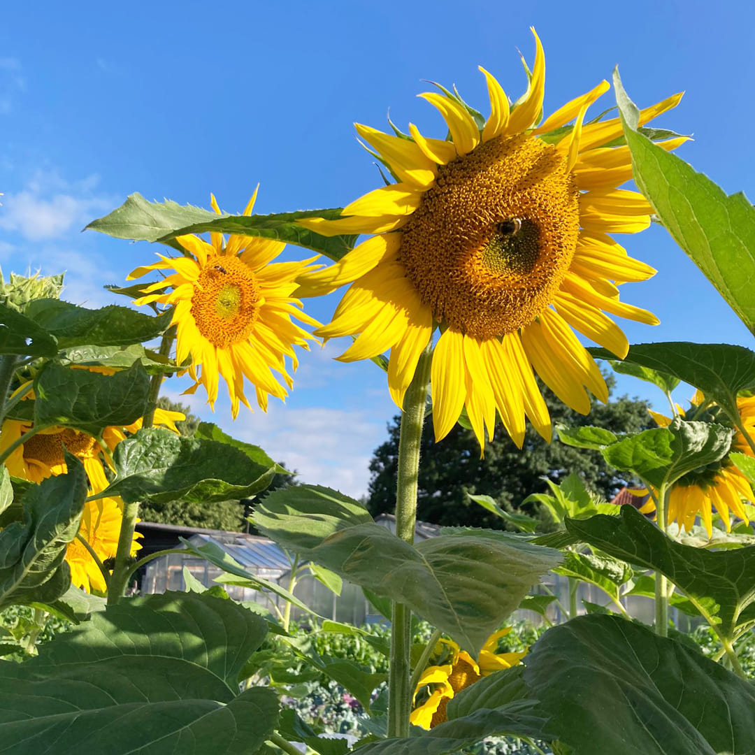 Gelbe Bio-Sonnenblume mit blauem Himmel im Hintergrund