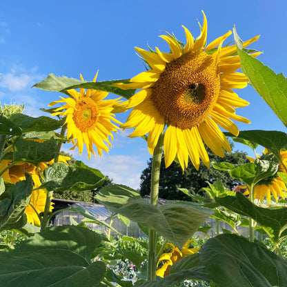 Gelbe Bio-Sonnenblume mit blauem Himmel im Hintergrund