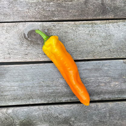 Bio-Spitzpaprika "Kasaya" gelb