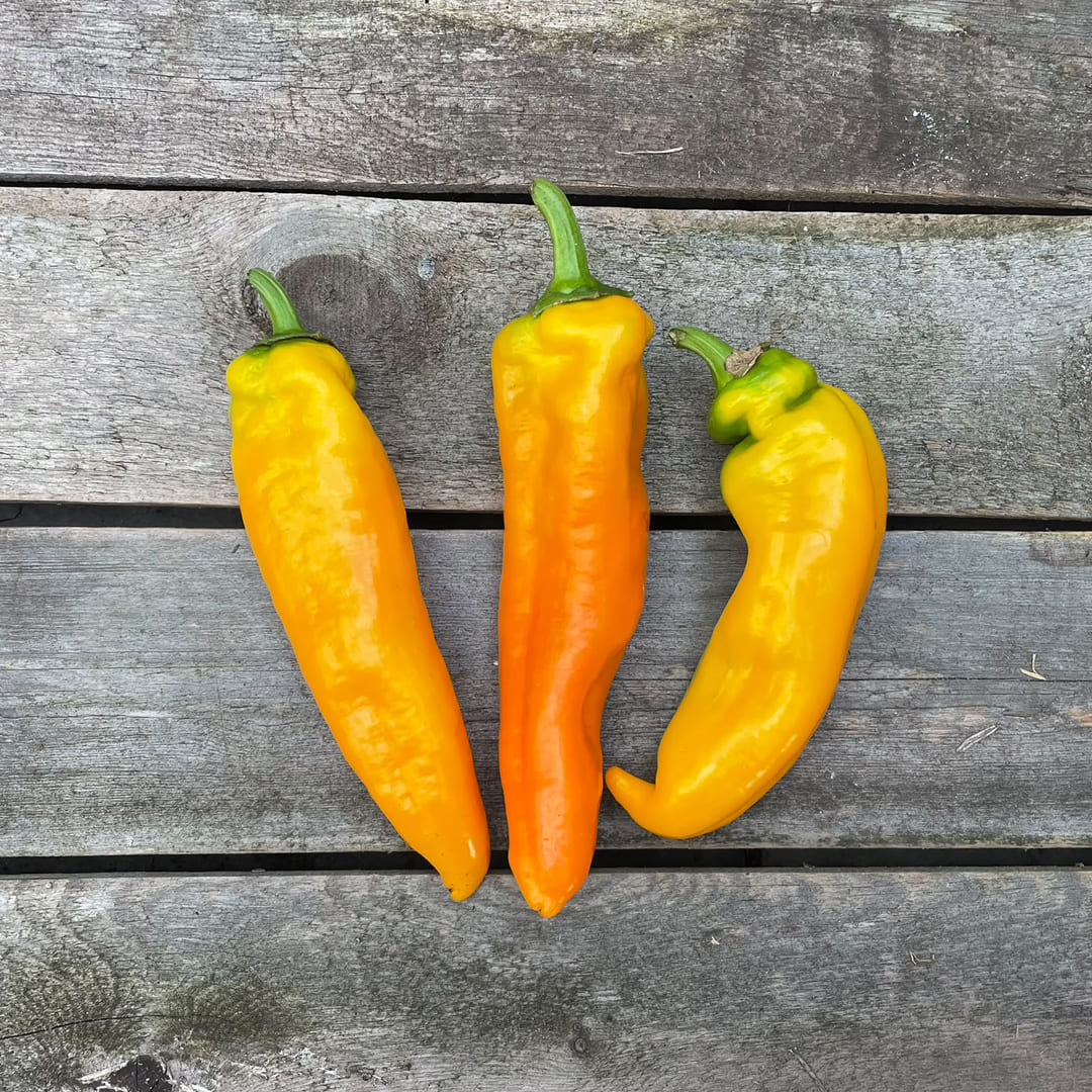 Bio-Spitzpaprika "Kasaya" gelb