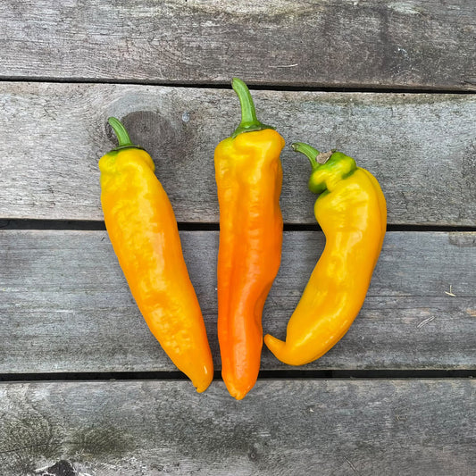 Bio-Spitzpaprika "Kasaya" gelb