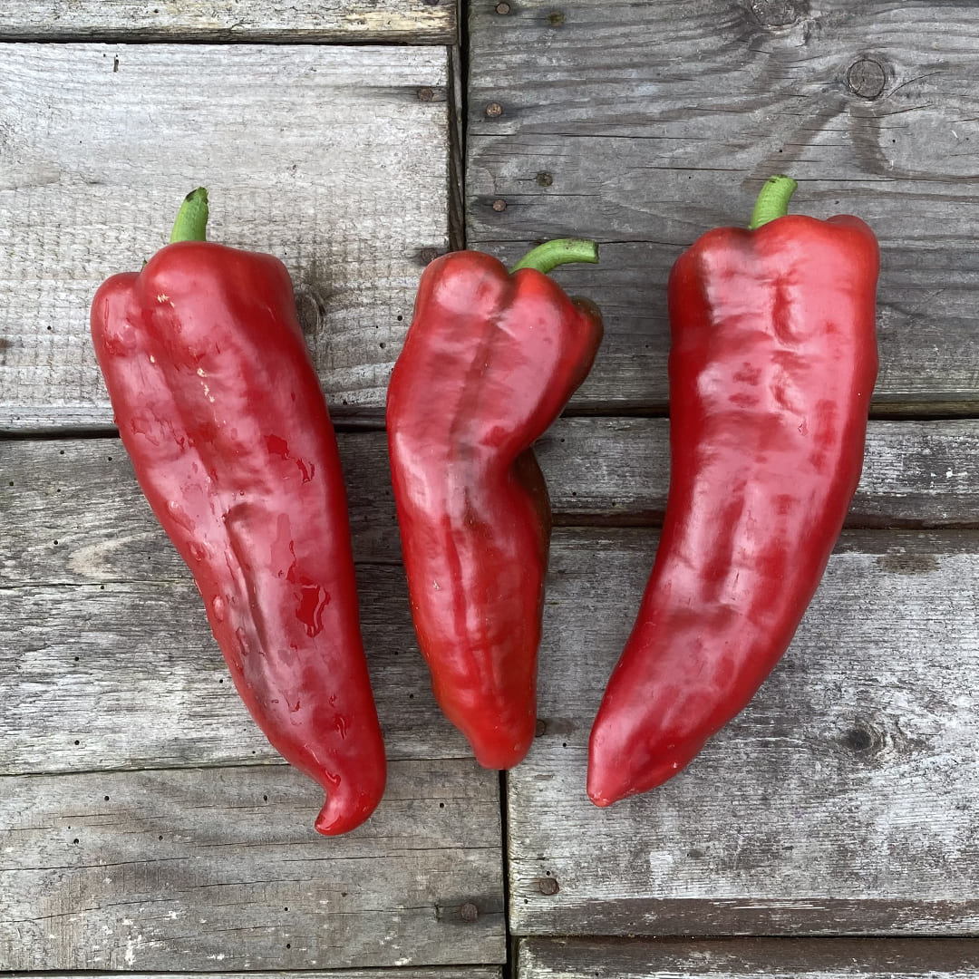Bio-Spitzpaprika 