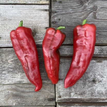 Bio-Spitzpaprika "Dulce Italiano"