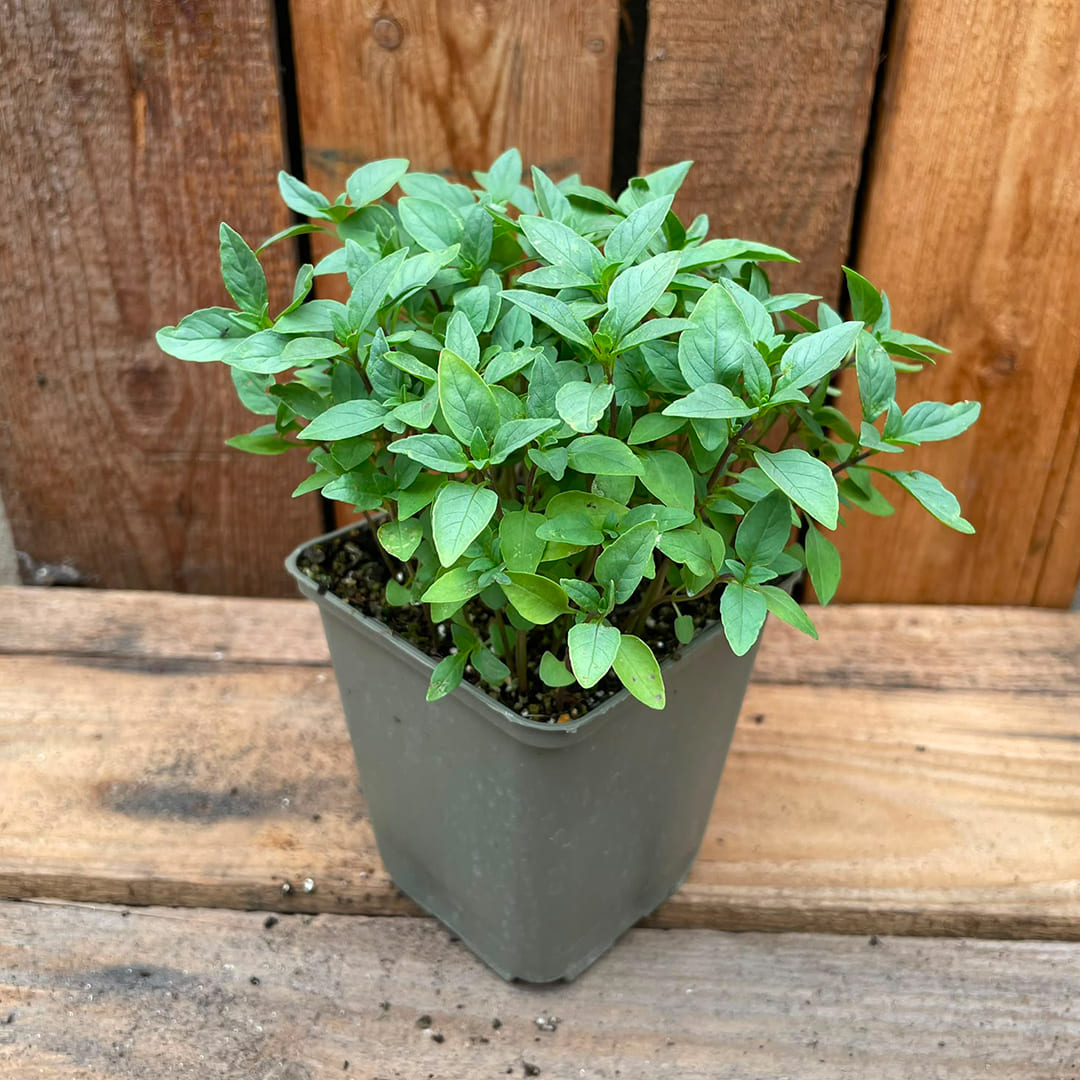 Bio-Thaibasilikum im Topf (Ocimum basilicum)