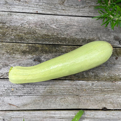 Bio-Zucchini