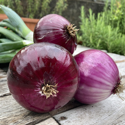 Bio-Zwiebel rot "Red Baron"