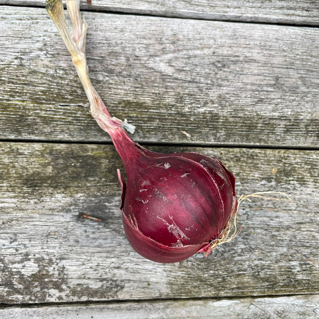 Bio-Zwiebel rot "Red Baron"