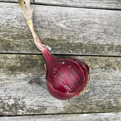 Bio-Zwiebel rot "Red Baron"