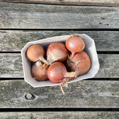 Bio-Zwiebel rosa "Rose de Keruel"