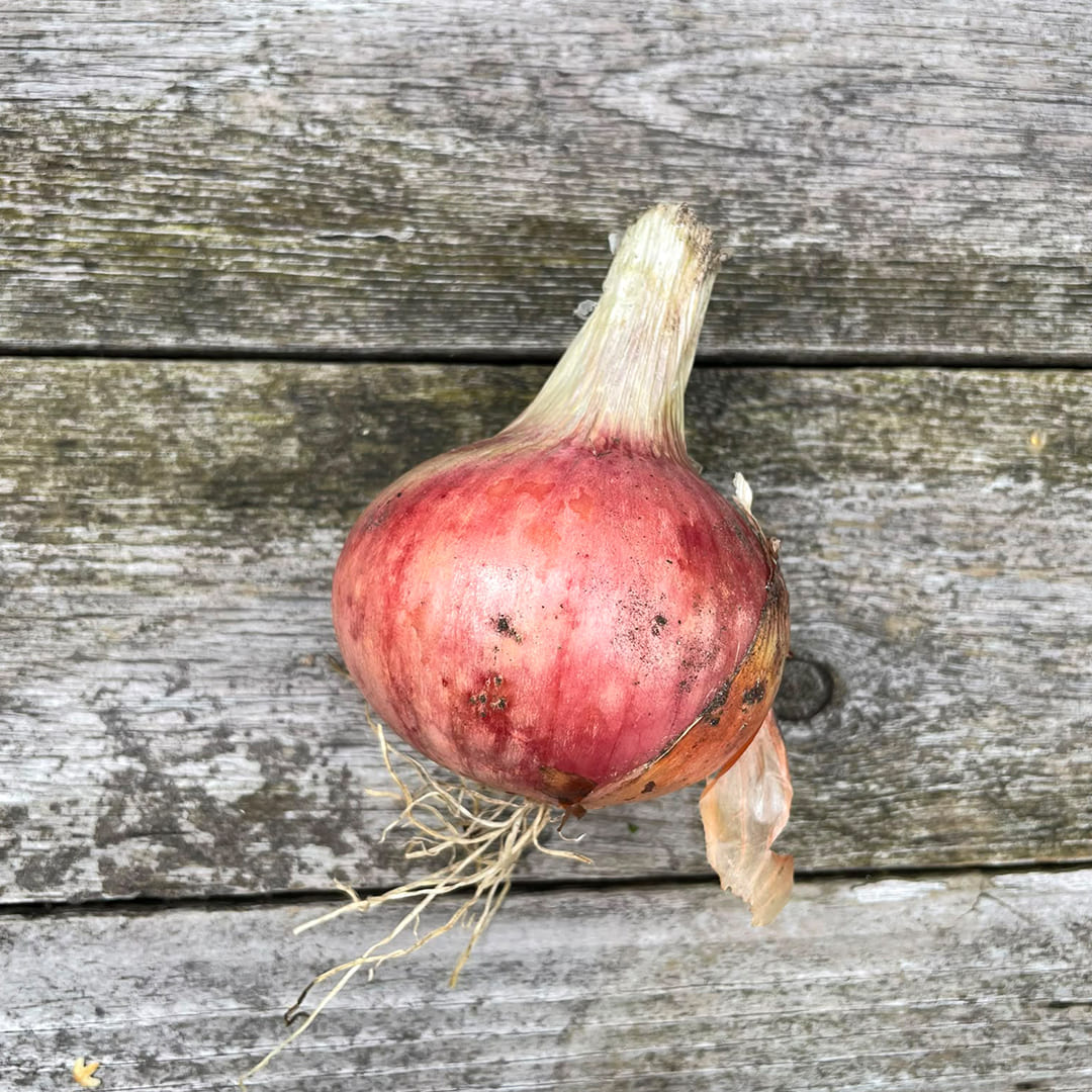 Bio-Zwiebel rot 