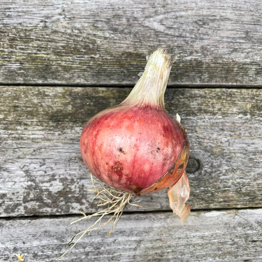 Bio-Zwiebel rot "Rose de Keruel"
