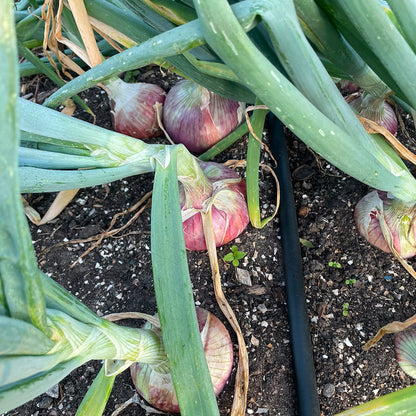 Bio-Zwiebel rot "Rose de Keruel"
