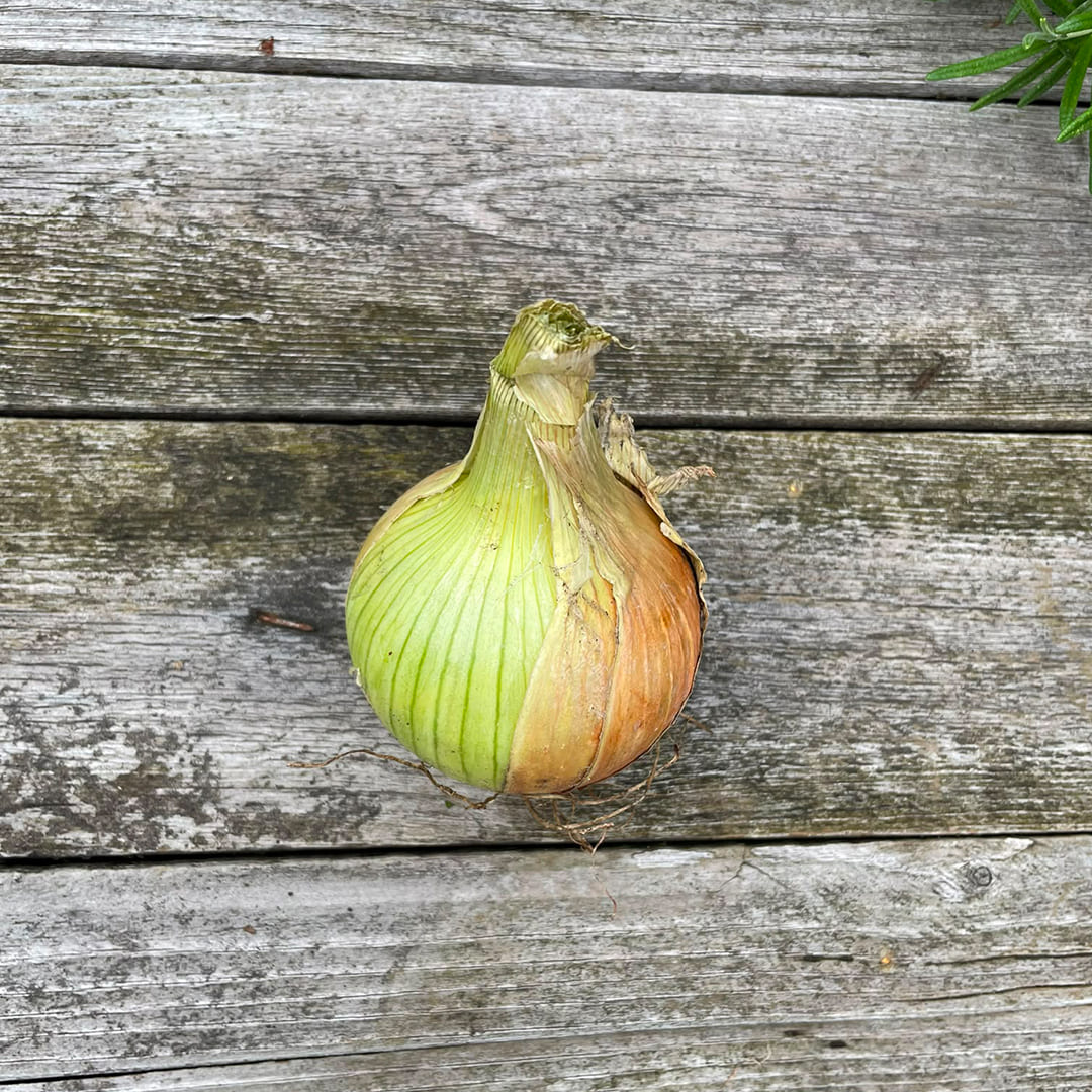 Bio-Zwiebel weiß 
