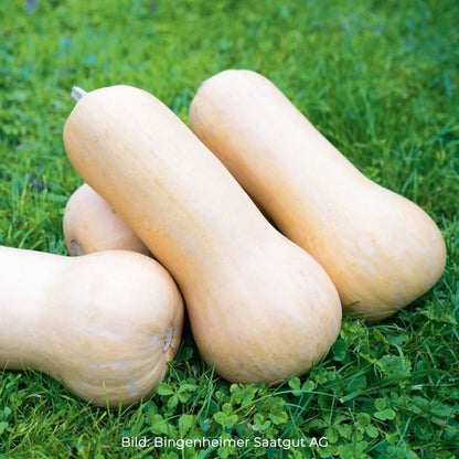Bio-Jungpflanze Butternut-Kürbis Nutterbutter (Cucurbita moschata) –  Gemüsezeit Altluneberg GbR