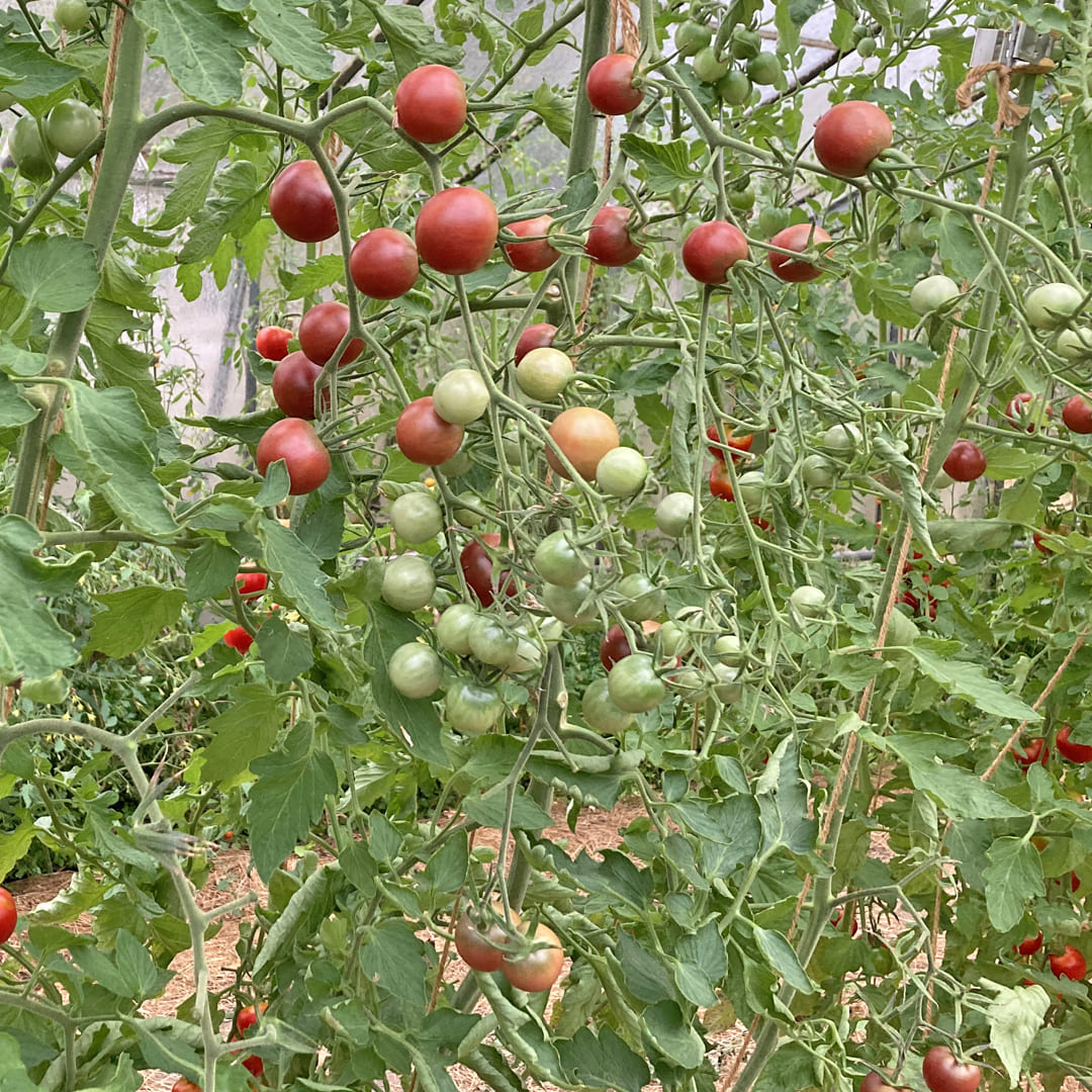 Black Cherry Cherrytomate im Gewächshaus