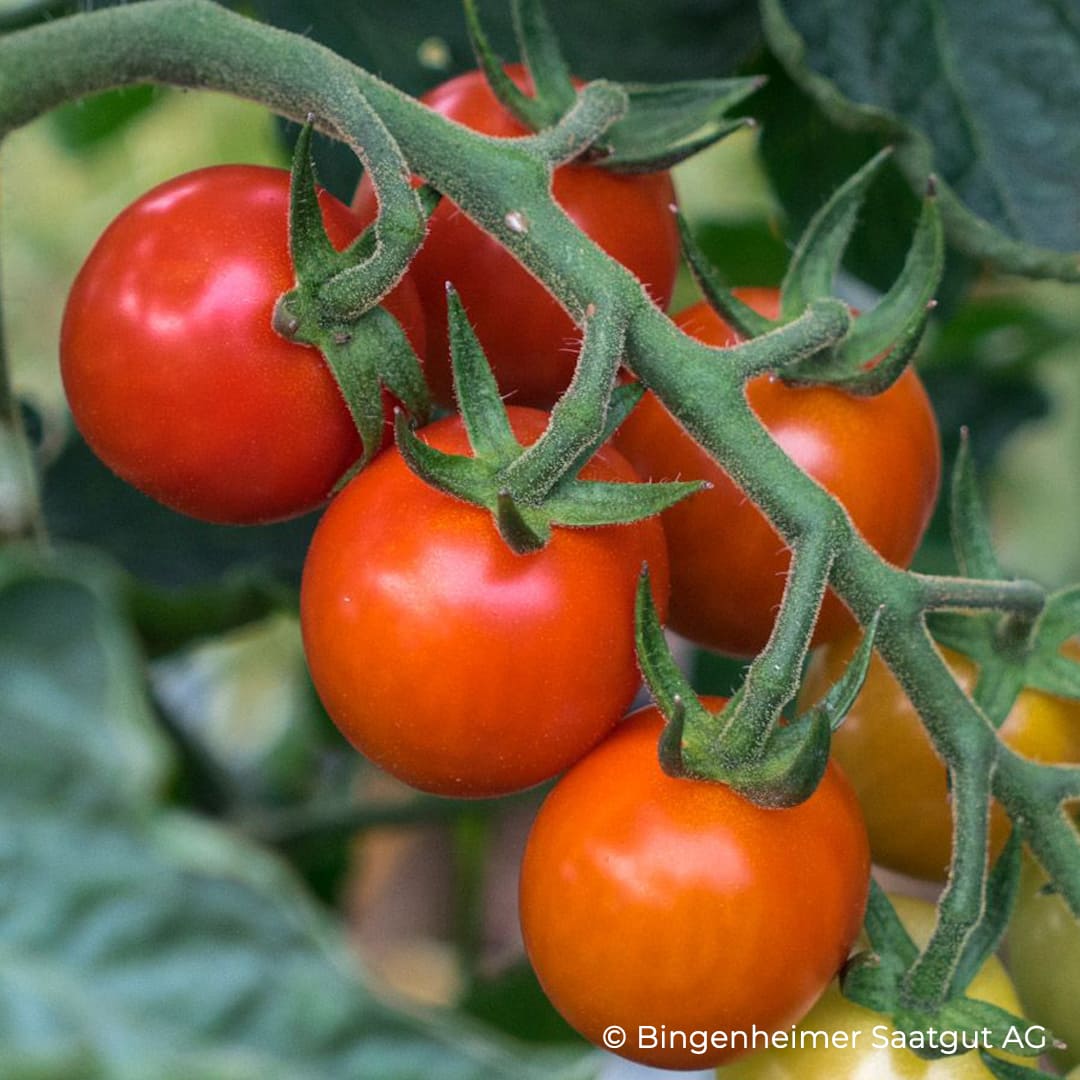 Freilandgeeignete Cherrytomate Primabella
