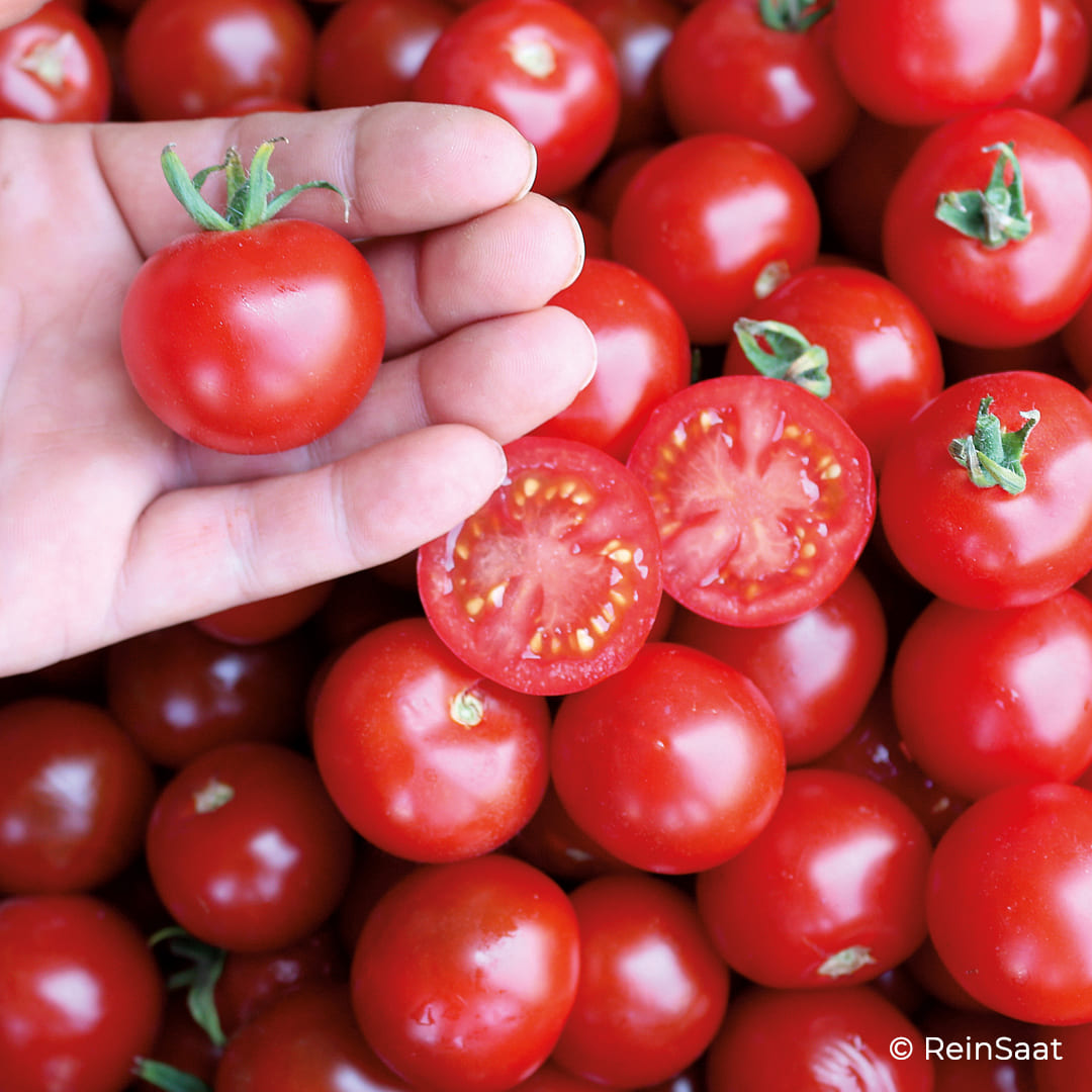 Rote Cherrytomate Zuckertraube