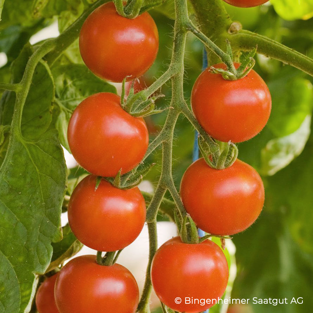 Rote Tomate Zuckertraube