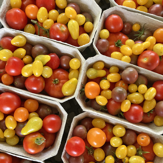 Bio-Cherrytomaten-Mix