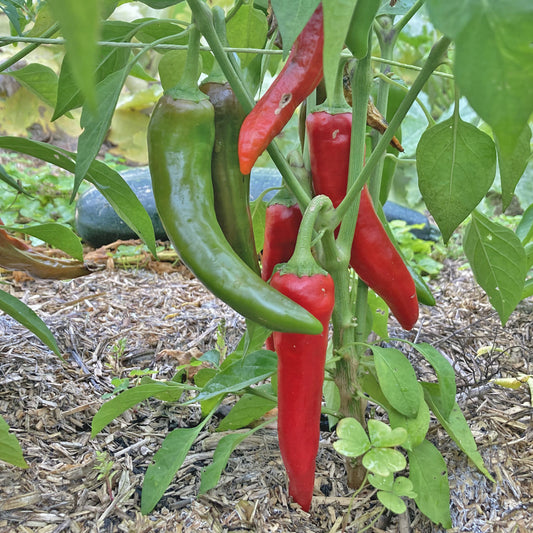 Bio-Jungpflanze Chili/Pfefferoni Poot Pepper