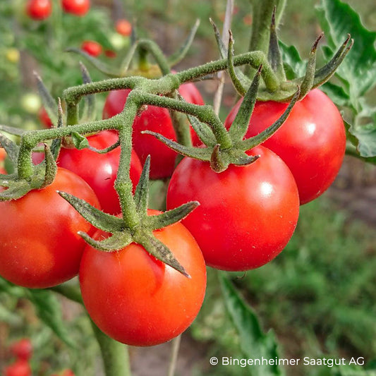 Rote Freilandtomate Resibella