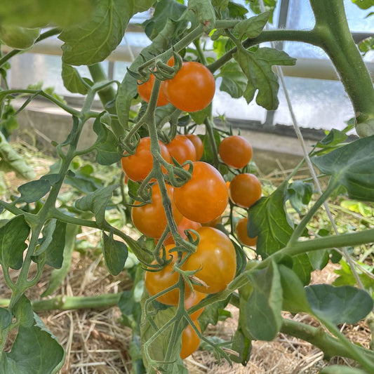 Bio-Jungpflanze Cherrytomate Goldiana