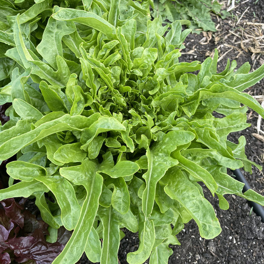 Bio-Eichblattsalat "Cerbiatta"