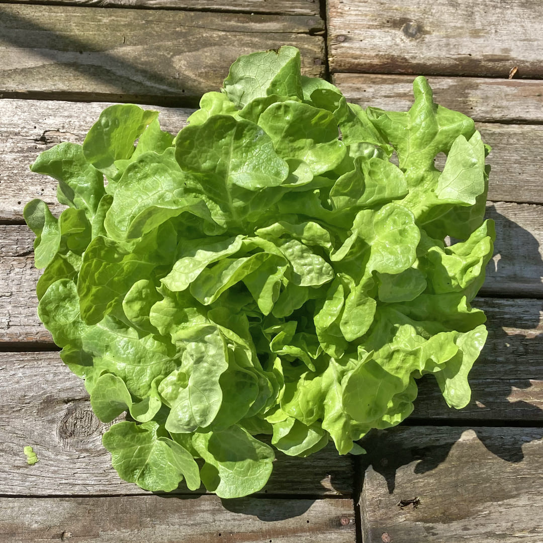 Eichblattsalat Piro