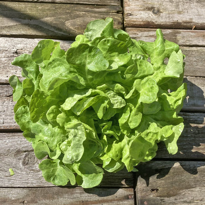 Eichblattsalat Piro