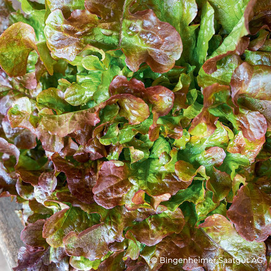 Eichblattsalat Red Salad Bowl