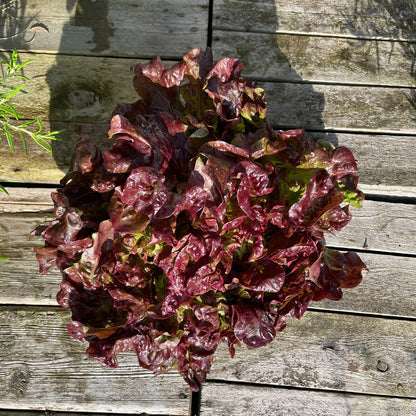 Bio-Eichblattsalat "Rob"