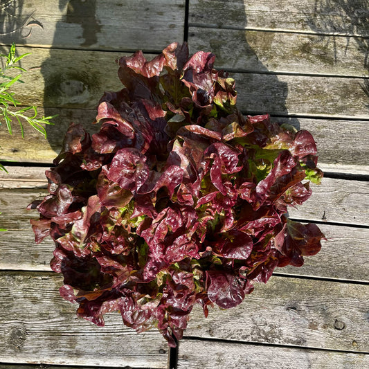 Bio-Eichblattsalat "Rob"